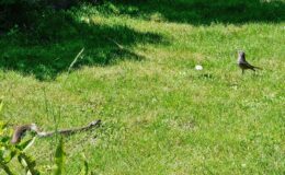 005 - mama ringelnatter